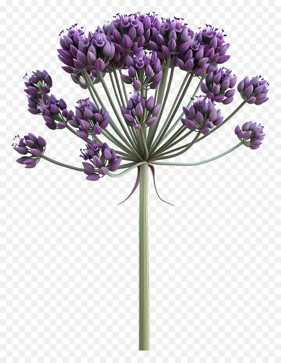 Bunga Allium 3d，Bunga Ungu PNG