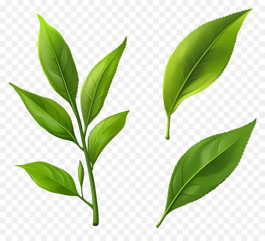 Daun Teh，Daun Hijau PNG