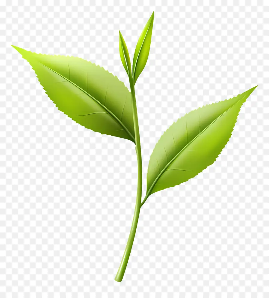 Daun Teh，Daun Hijau PNG