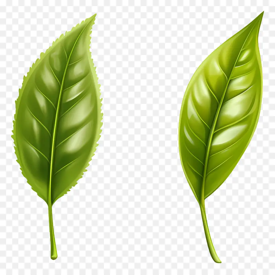 Daun Teh，Daun Hijau PNG