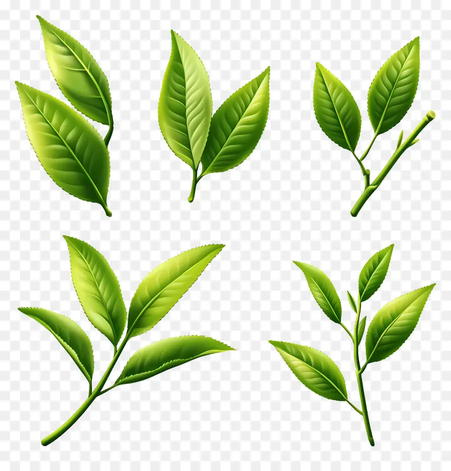 Daun Teh，Daun Hijau PNG