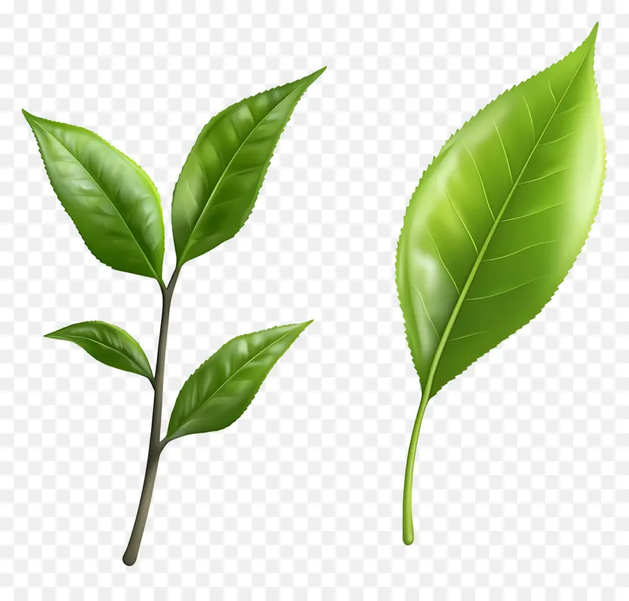 Daun Teh，Daun Hijau PNG