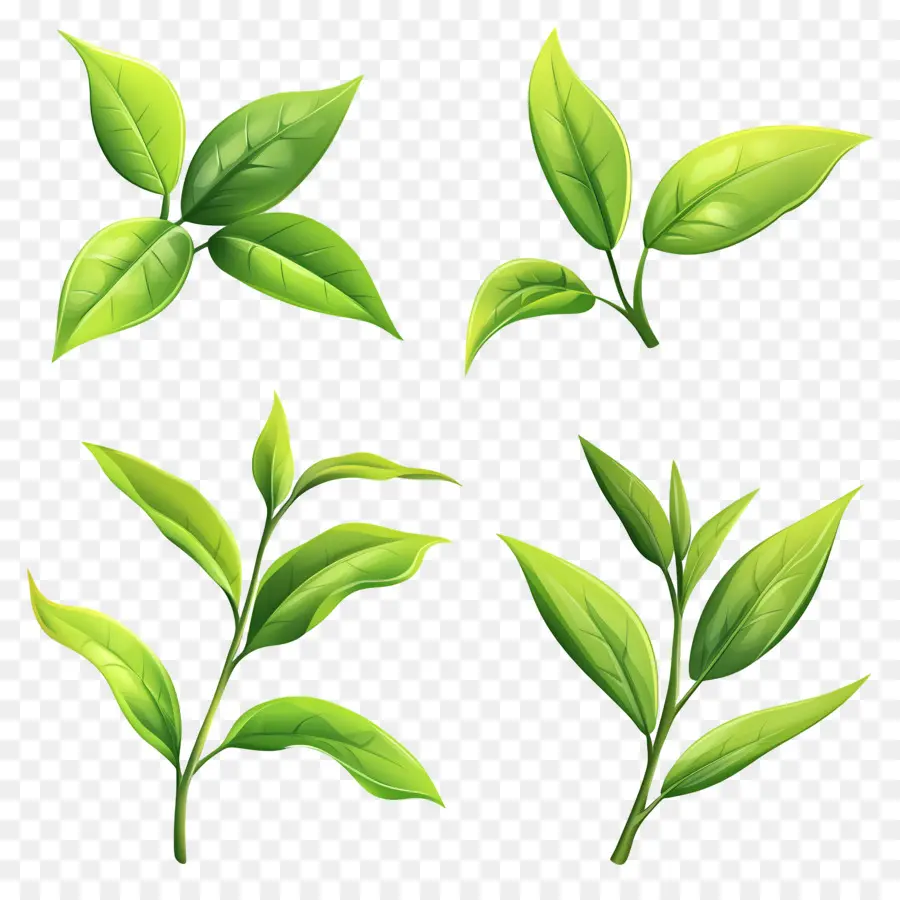 Daun Teh，Daun Hijau PNG