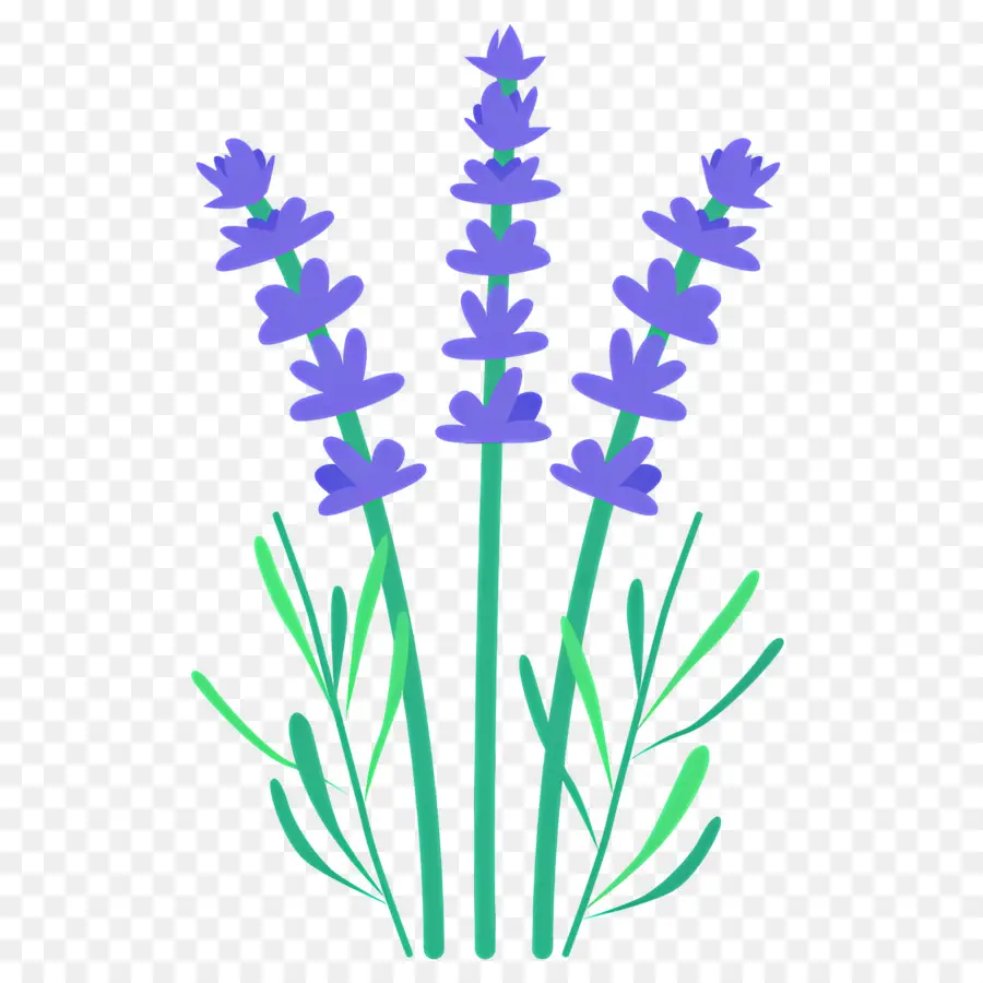 Bunga Ungu，Bunga Lavender PNG