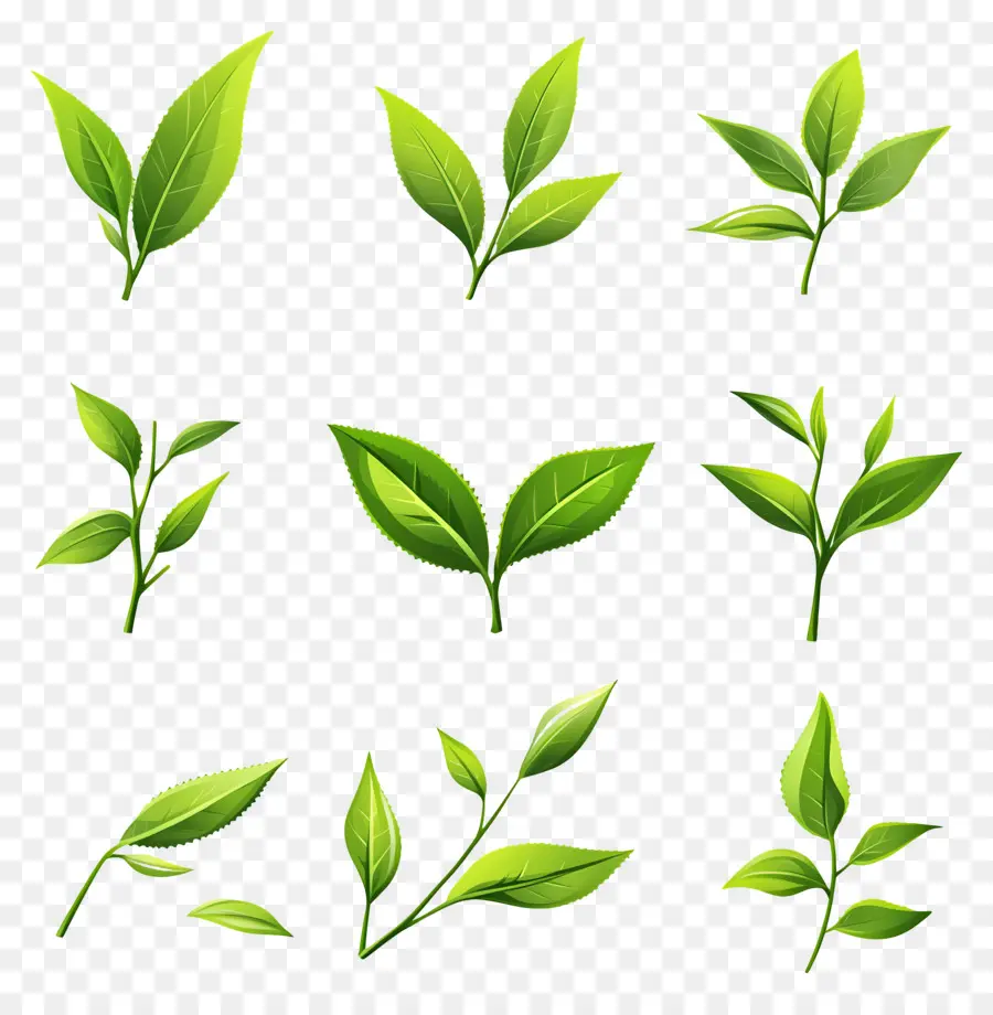 Daun Teh，Daun Hijau PNG