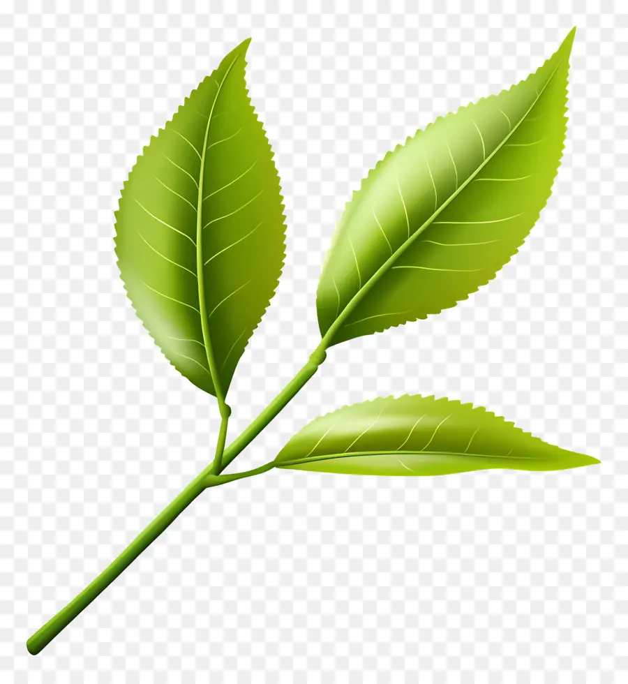 Daun Teh，Daun Hijau PNG