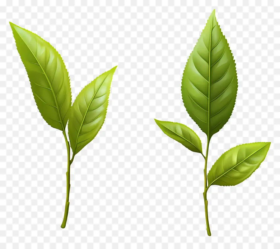 Daun Teh，Daun Hijau PNG