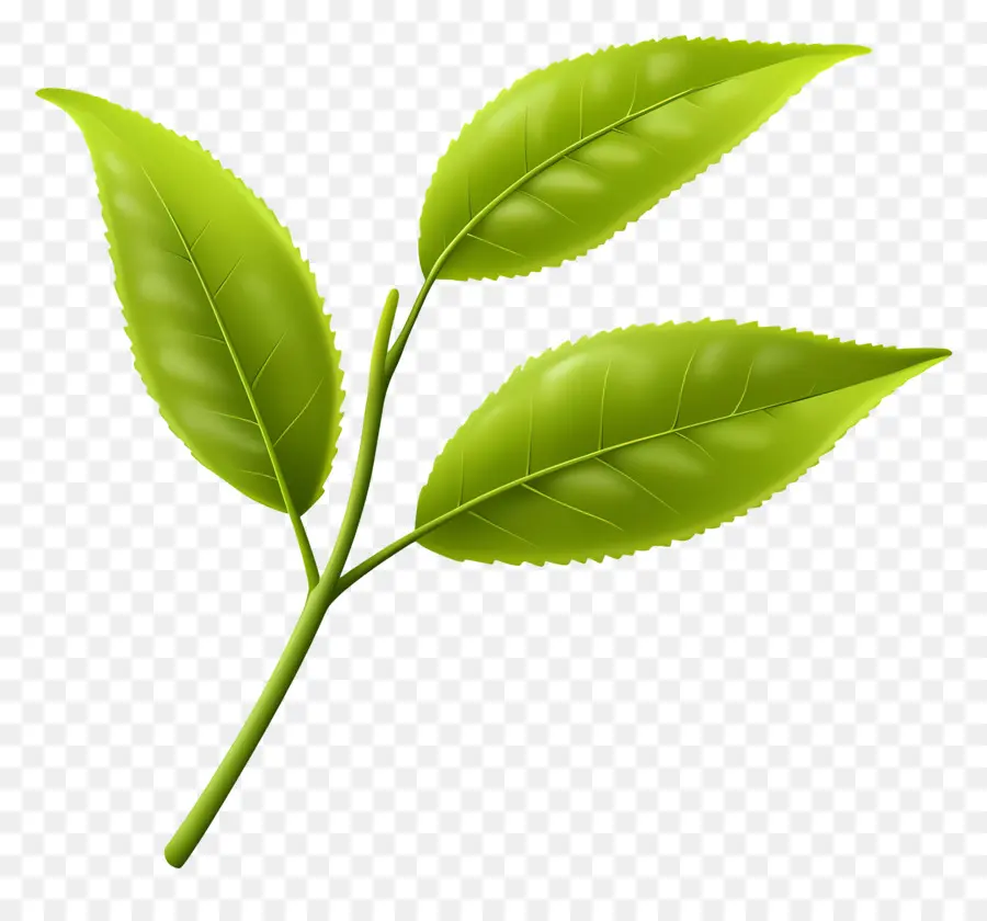 Daun Teh，Daun Hijau PNG