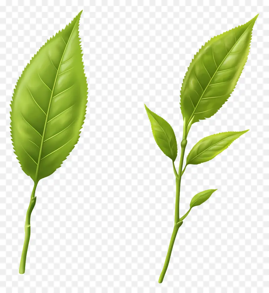 Daun Teh，Daun Hijau PNG