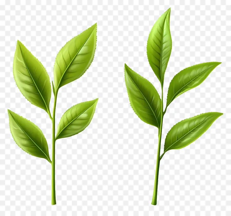 Daun Teh，Daun Hijau PNG