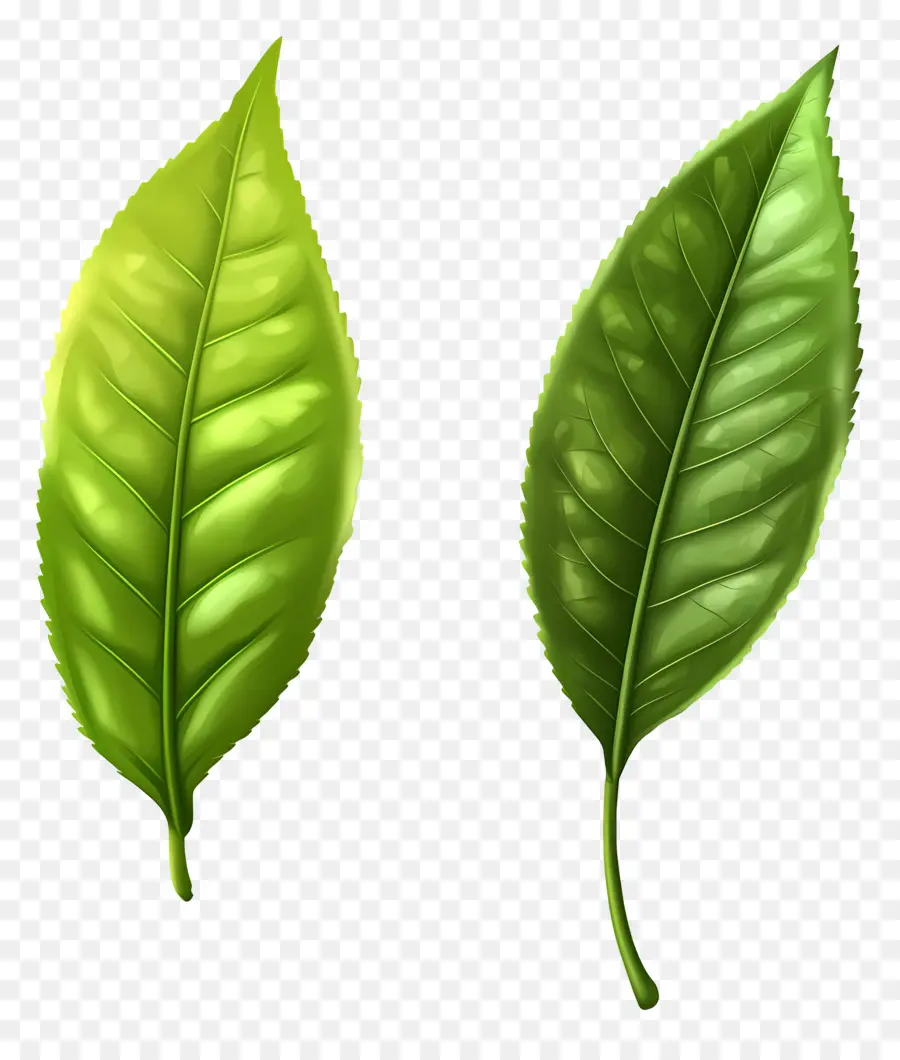 Daun Teh，Daun Hijau PNG