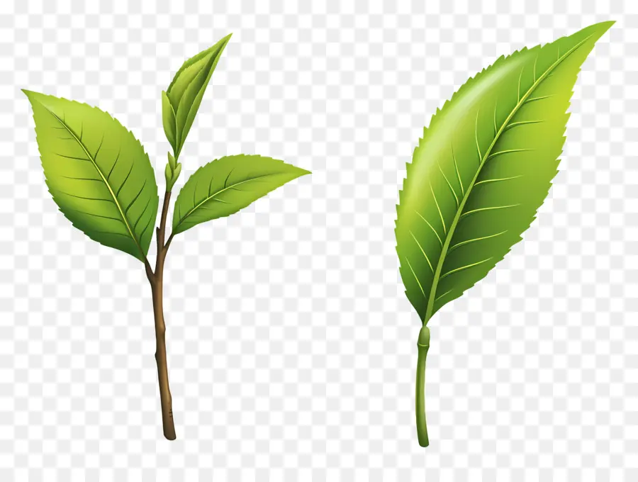 Daun Teh，Daun Hijau PNG