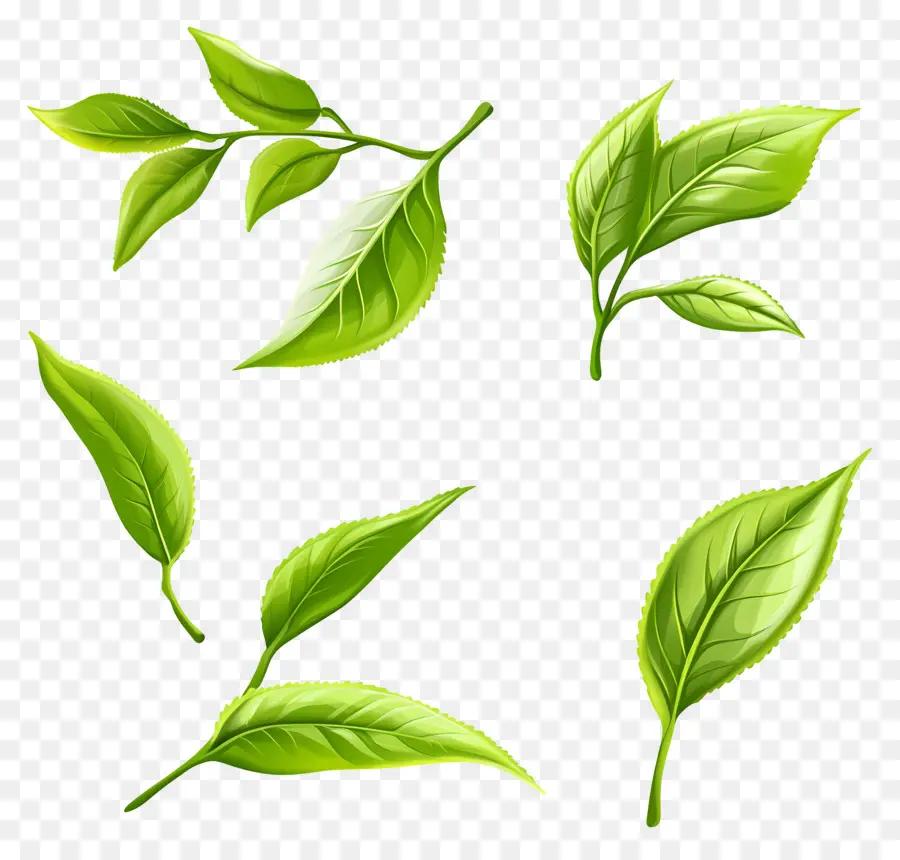 Daun Teh，Daun Hijau PNG