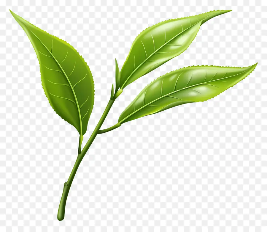 Daun Teh，Daun Hijau PNG