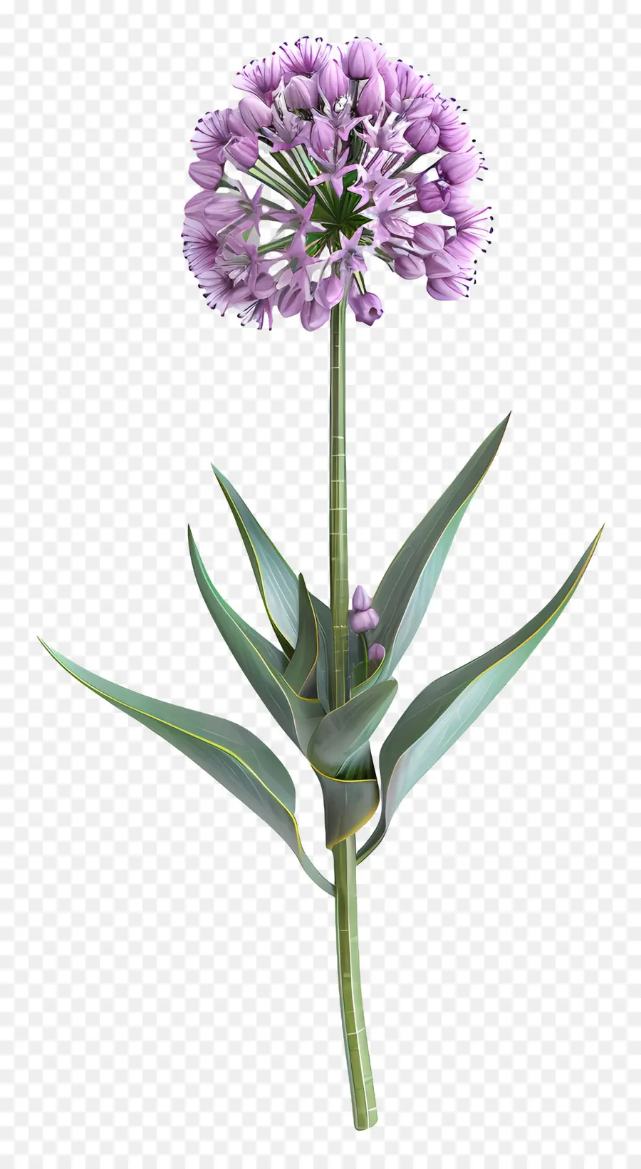 Bunga Allium 3d，Bunga Ungu Tunggal PNG