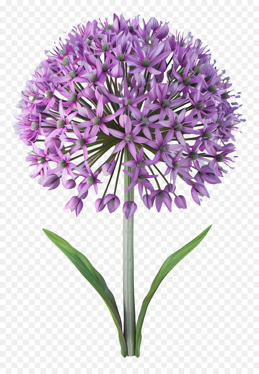 Bunga Allium 3d，Bunga Ungu PNG