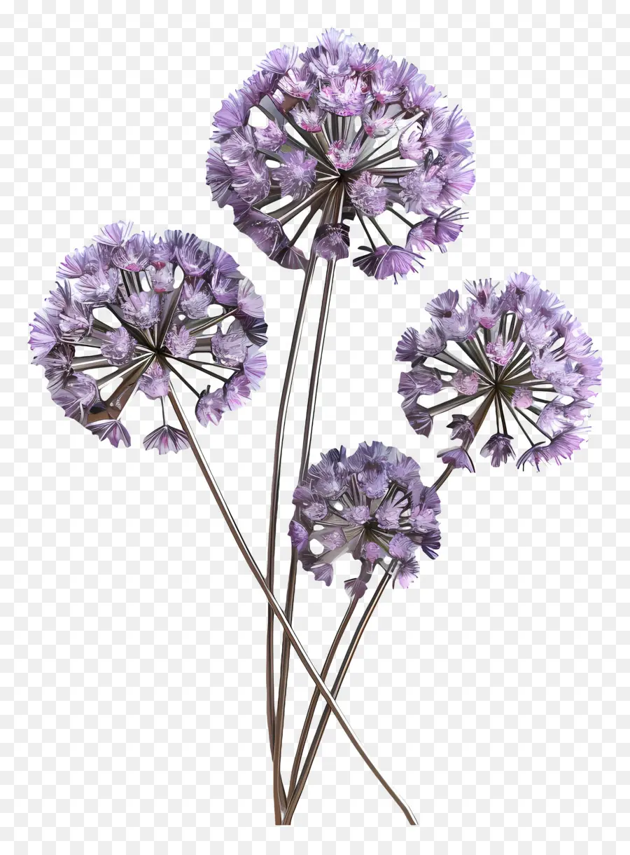 Bunga Allium 3d，Bunga Ungu PNG