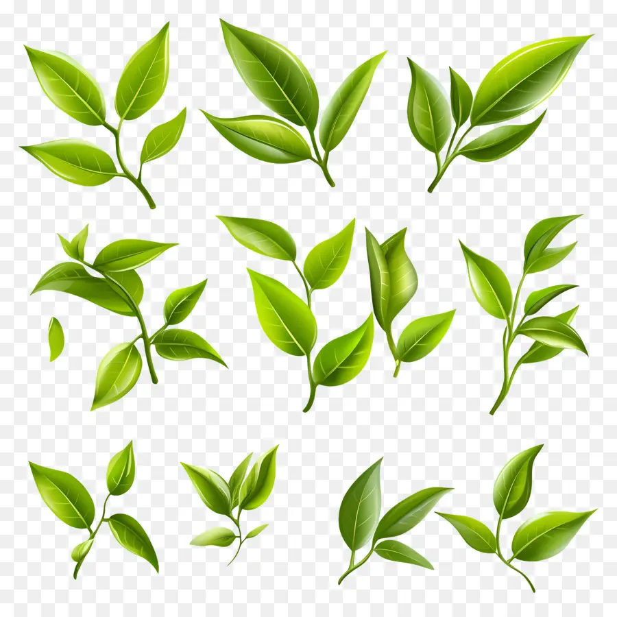 Daun Teh，Daun Hijau PNG