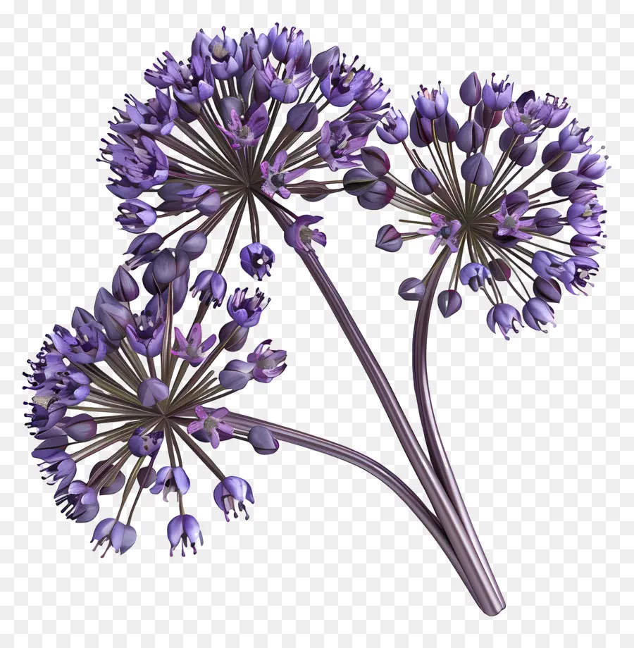 Bunga Allium 3d，Gugusan Bunga Ungu PNG