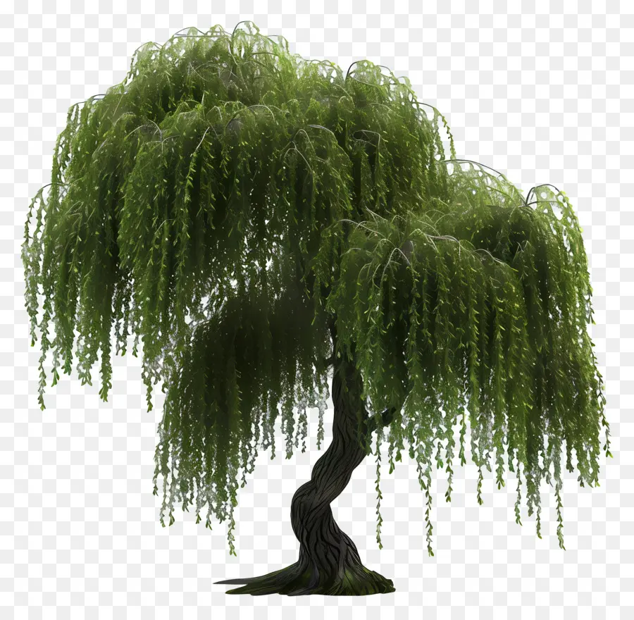 Pohon 3d，Pohon Willow Menangis PNG