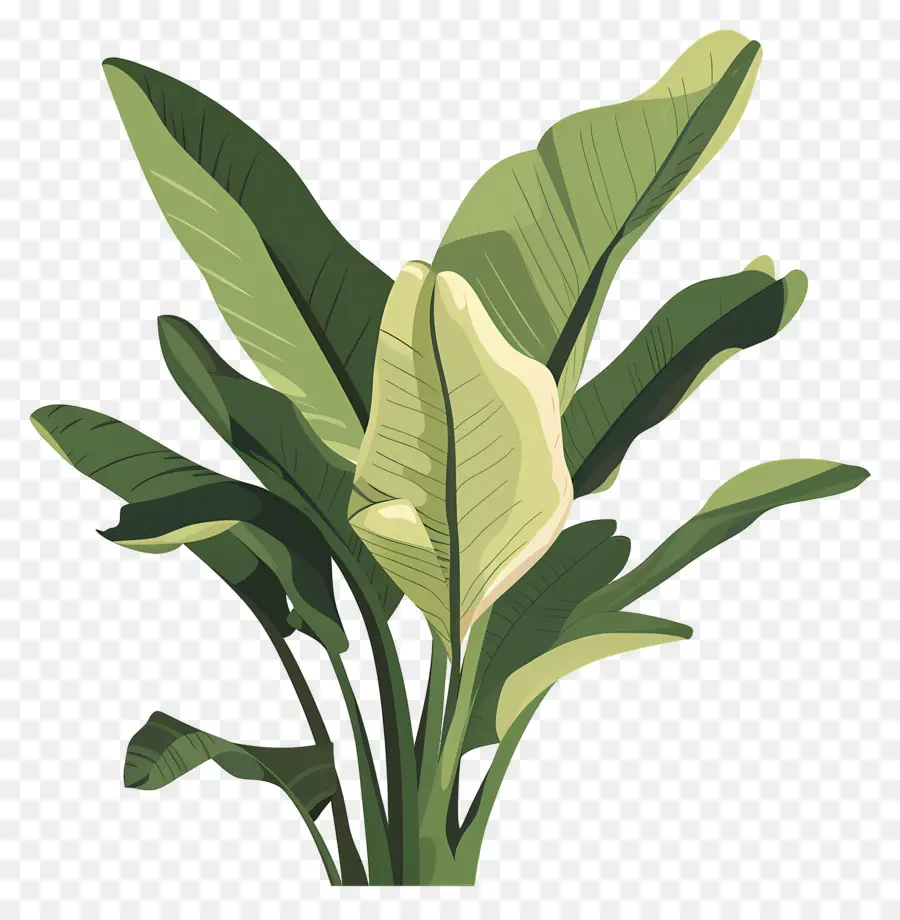 Daun Pisang，Calla Lily Putih Tunggal PNG