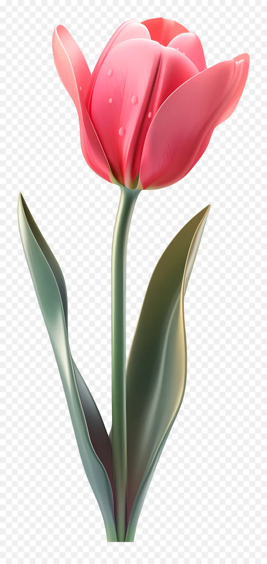 Bunga 3d，Tulip Merah Muda PNG