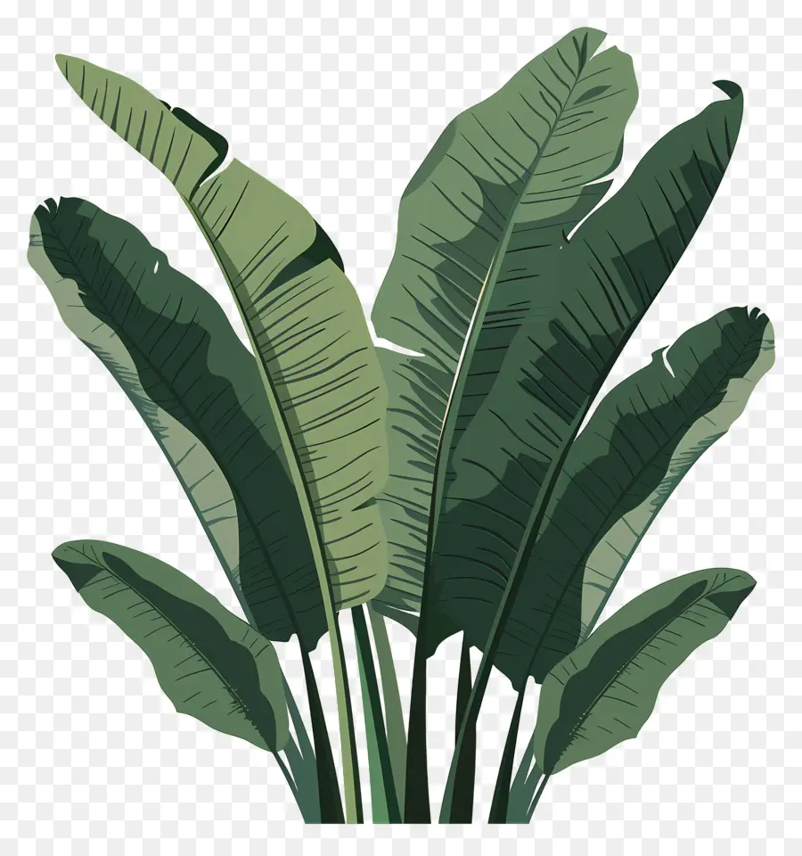 Daun Pisang，Daun Hijau PNG