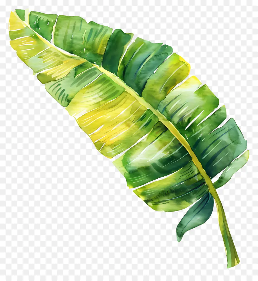 Daun Pisang，Tropis PNG