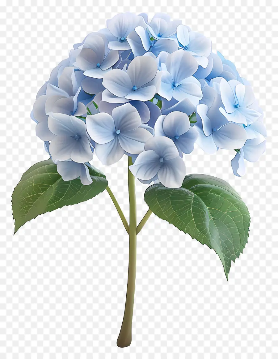 Bunga 3d，Hydrangea Biru PNG