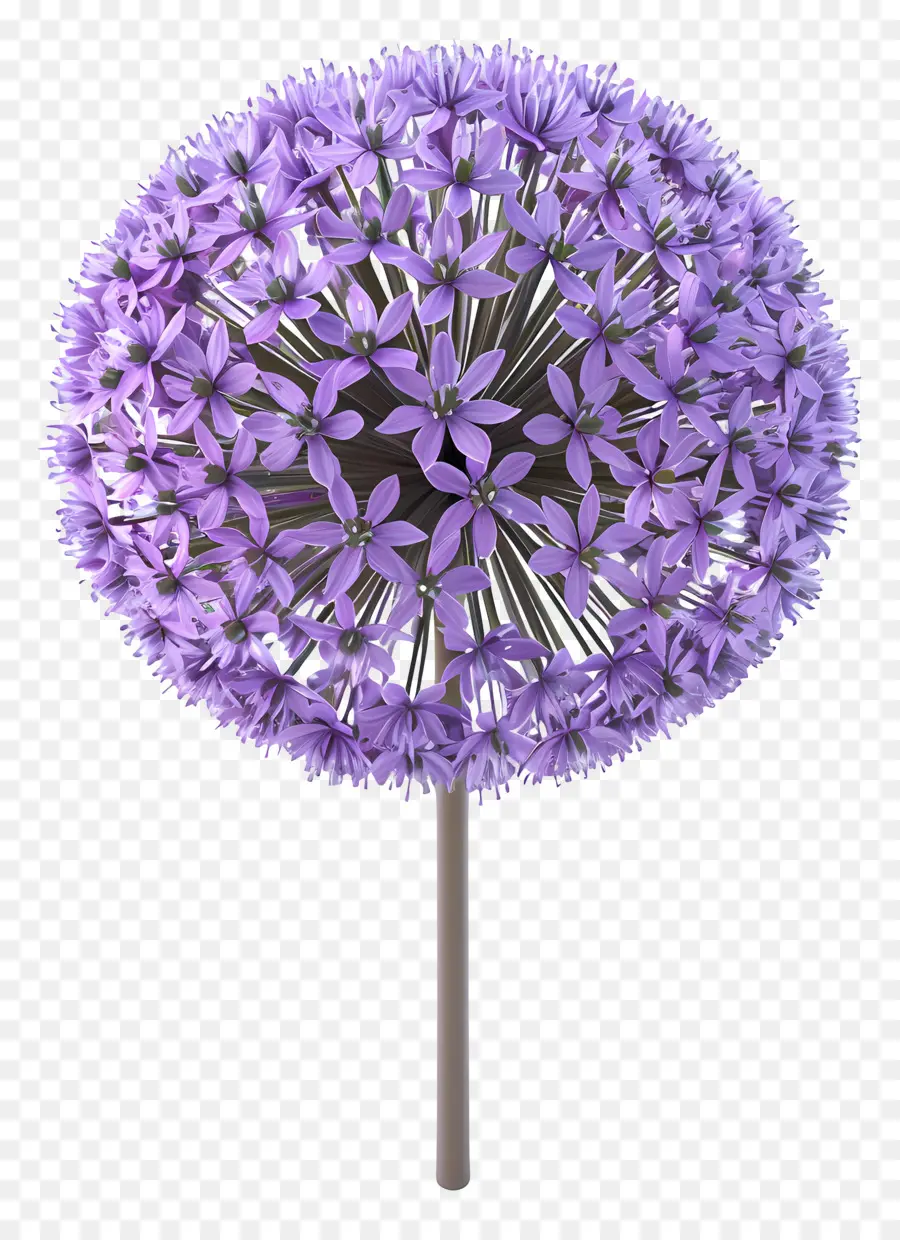 Bunga Allium 3d，Allium Ungu PNG