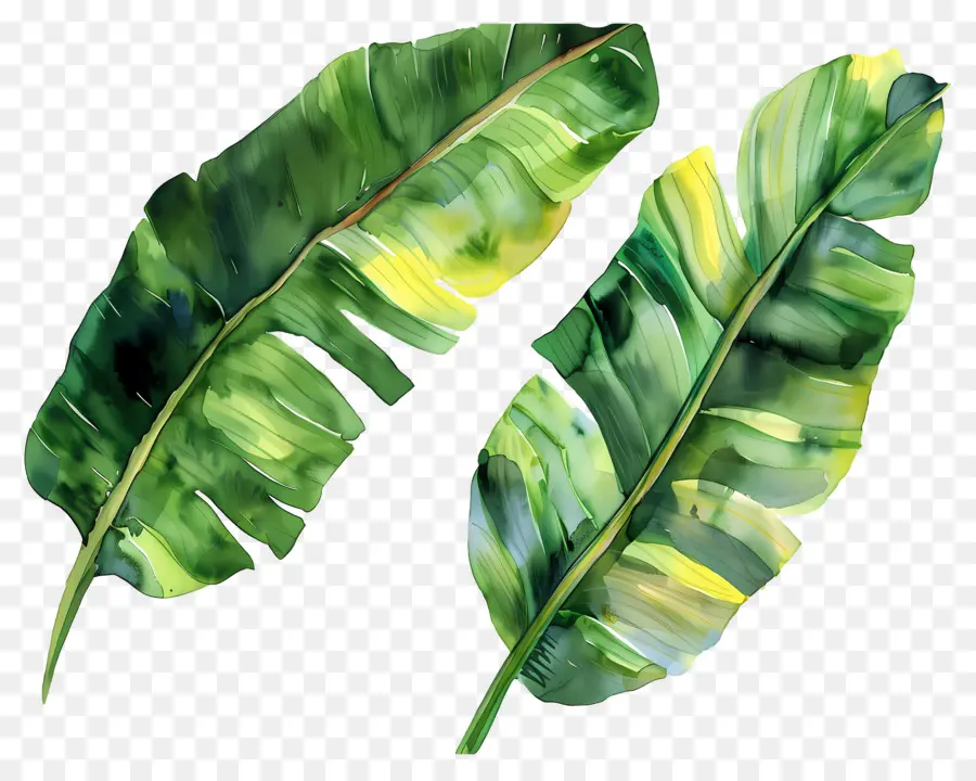 Daun Pisang，Daun Hijau PNG