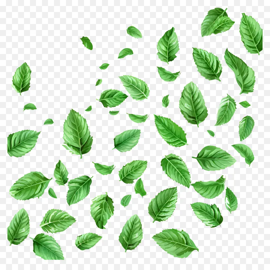 Daun Jatuh，Daun Mint PNG