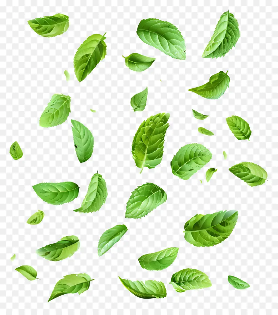 Daun Jatuh，Daun Mint PNG