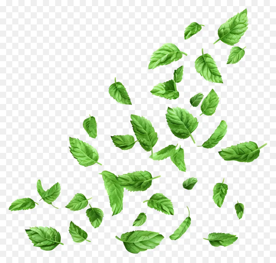 Daun Jatuh，Daun Mint PNG