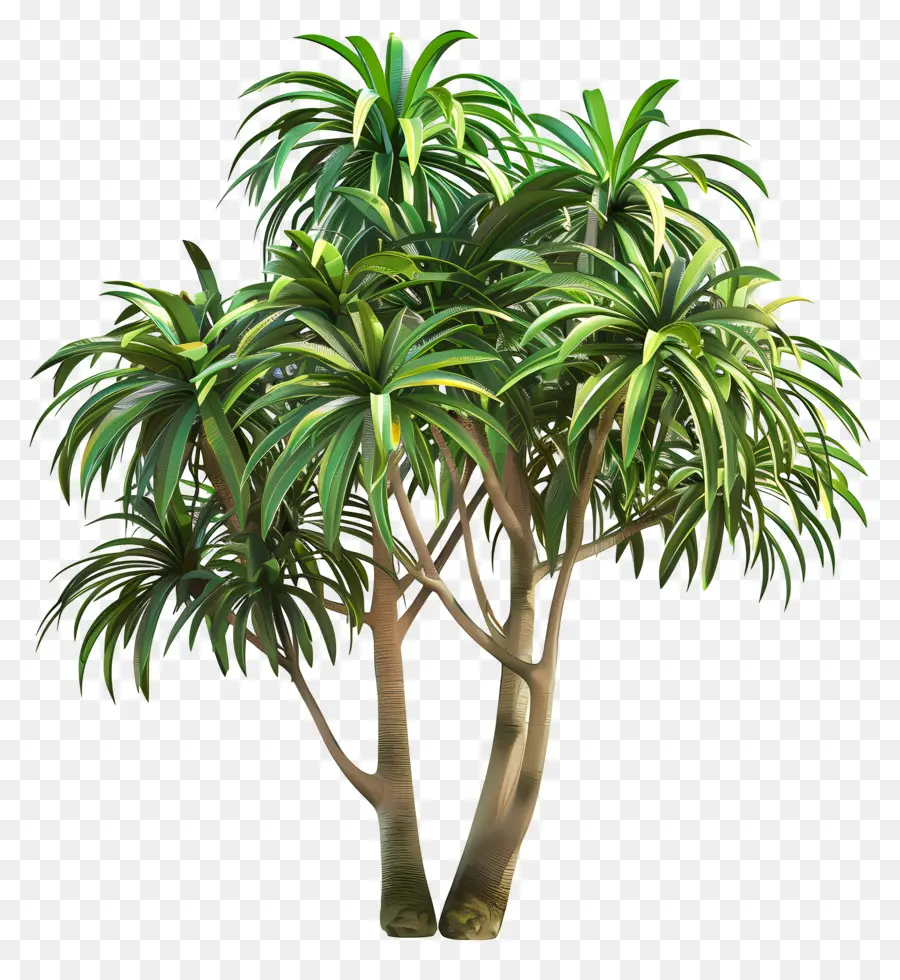 Pohon 3d，Pohon Dracaena PNG