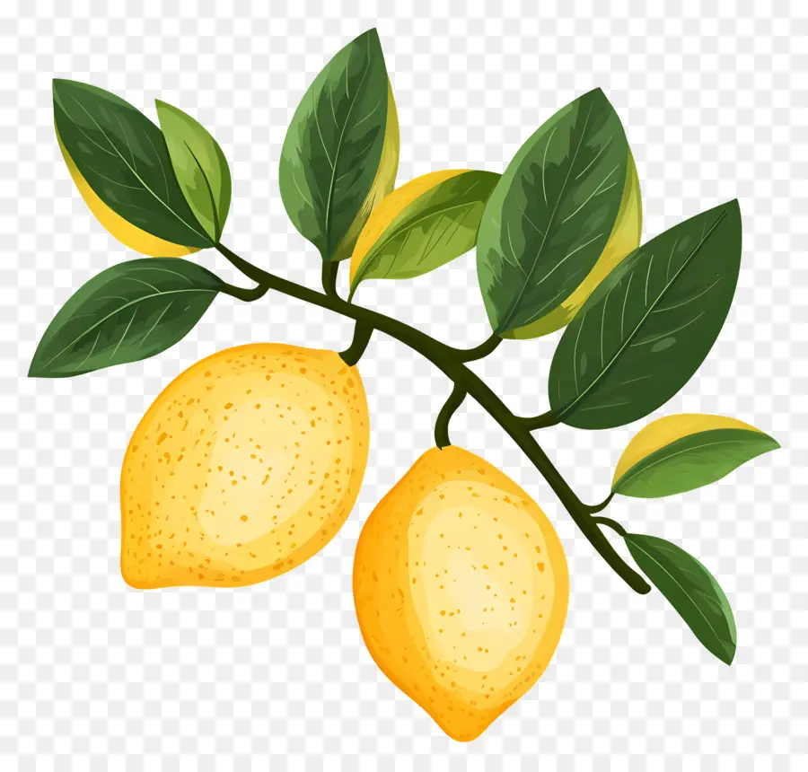 Lemon Cat Air，Lemon Kuning PNG