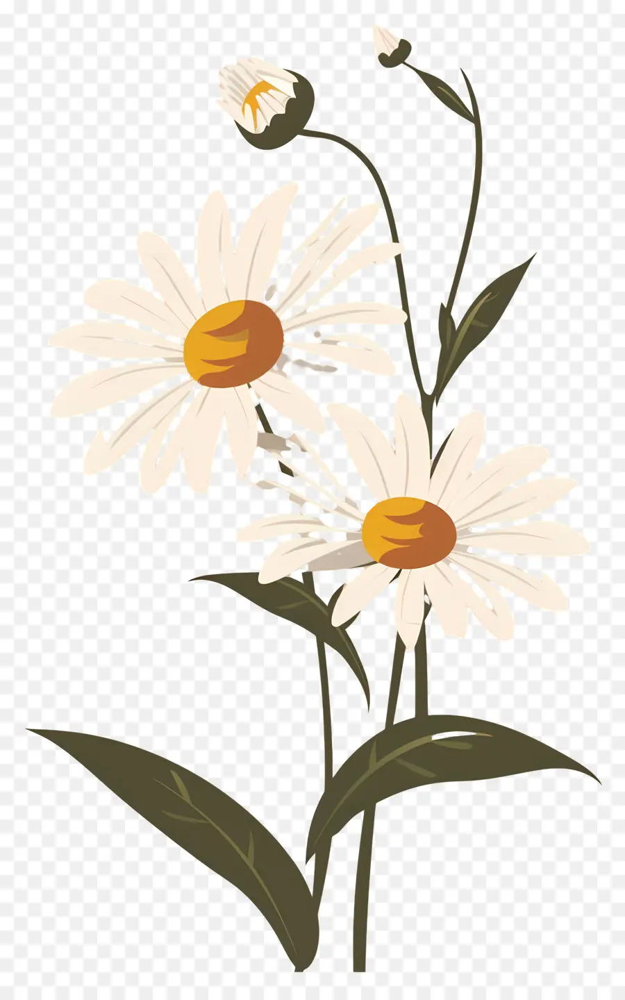 Bunga Daisy，Bunga Aster PNG