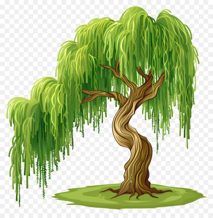 Willow Menangis，Pohon Willow PNG