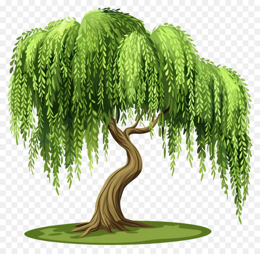 Willow Menangis，Pohon Willow PNG