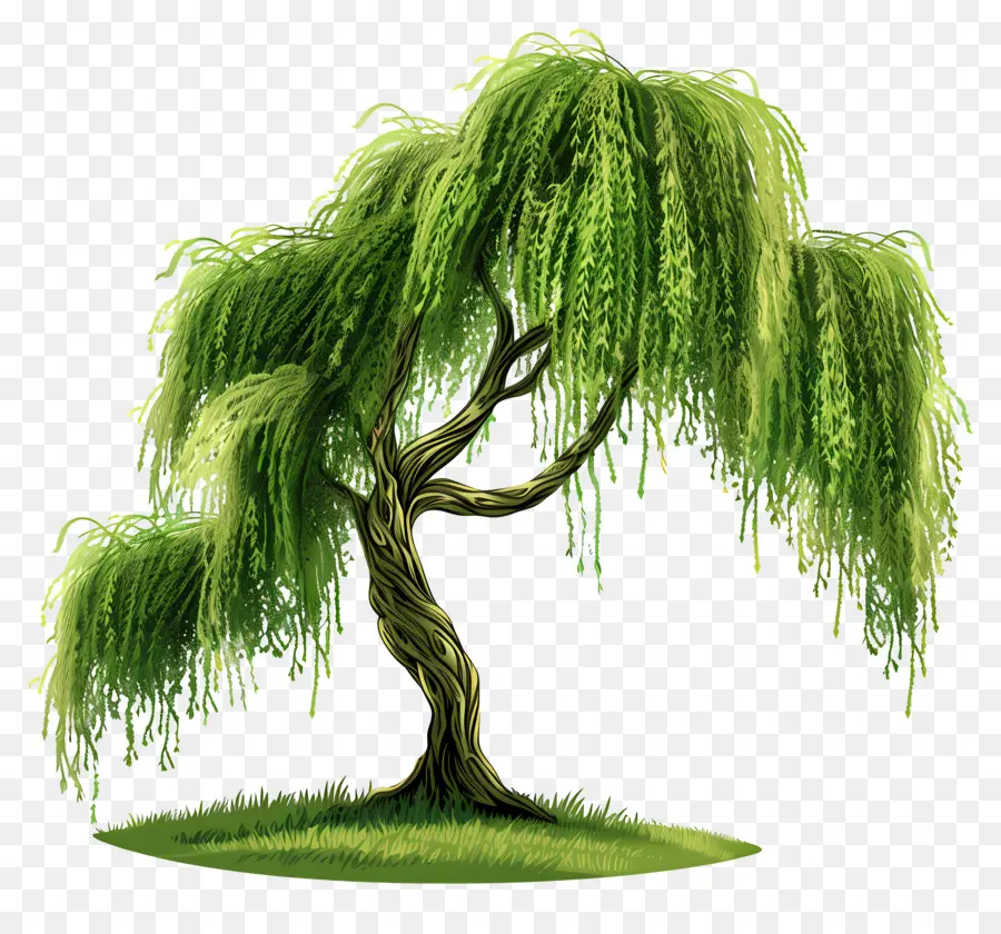 Willow Menangis，Pohon Willow PNG