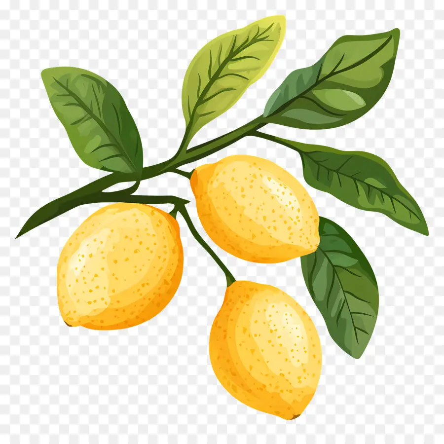 Lemon Cat Air，Lemon Kuning PNG