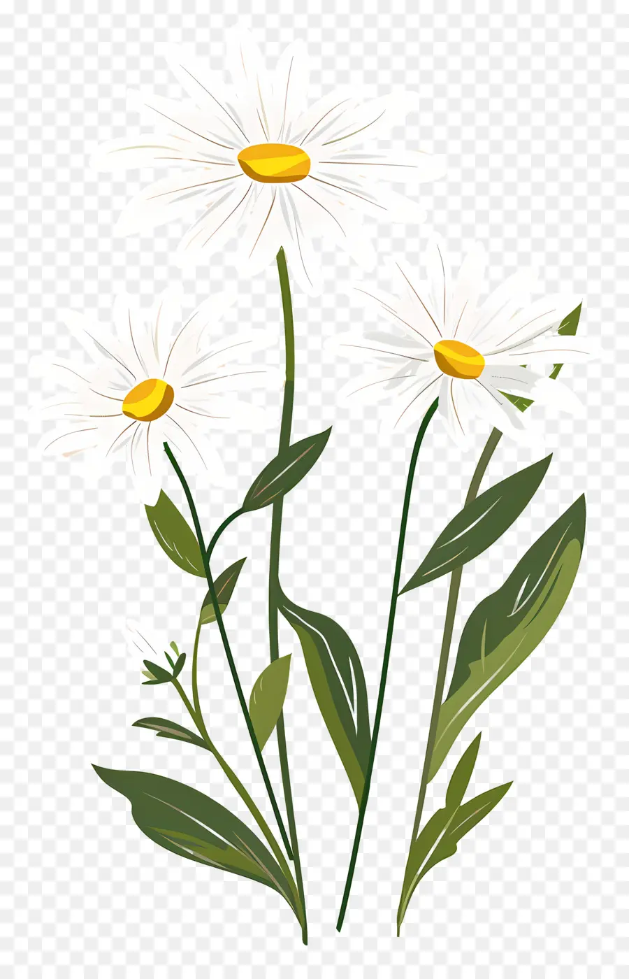 Bunga Daisy，Bunga Aster PNG