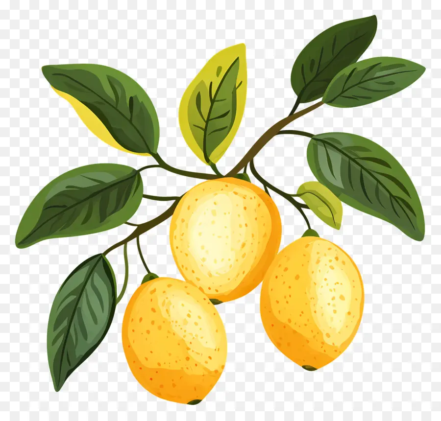 Lemon Cat Air，Lemon Kuning PNG