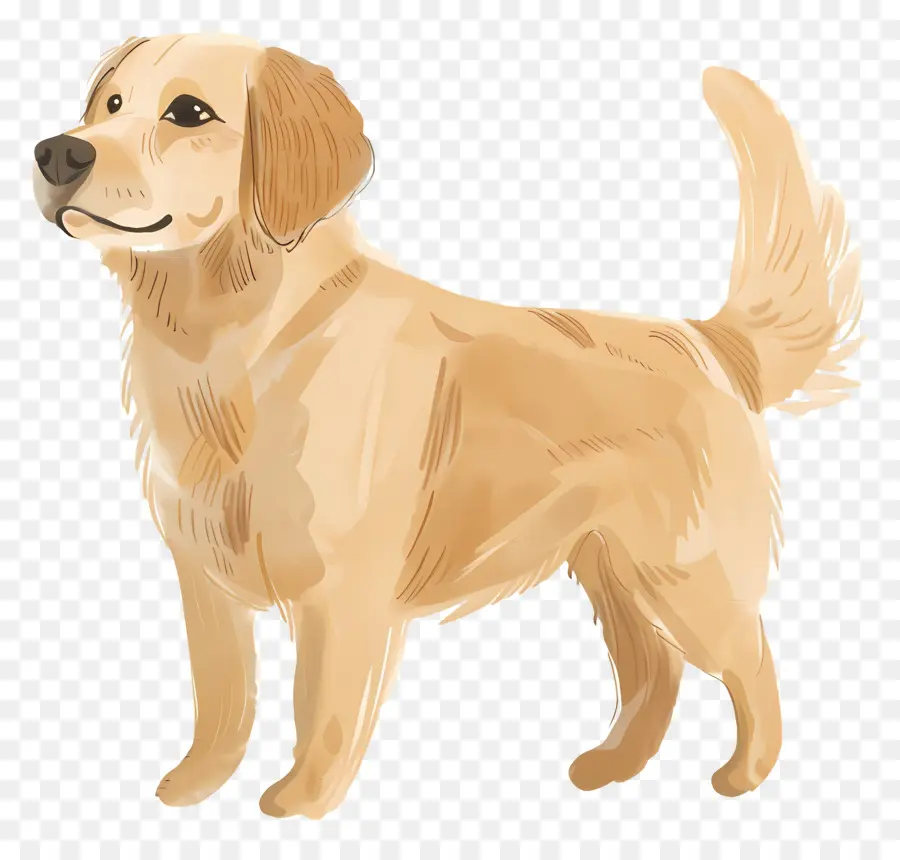 Anjing Golden Retriever，Anjing PNG