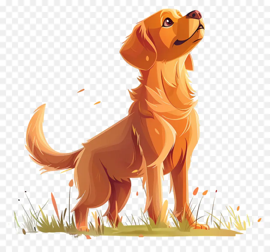 Anjing Golden Retriever，Anjing PNG