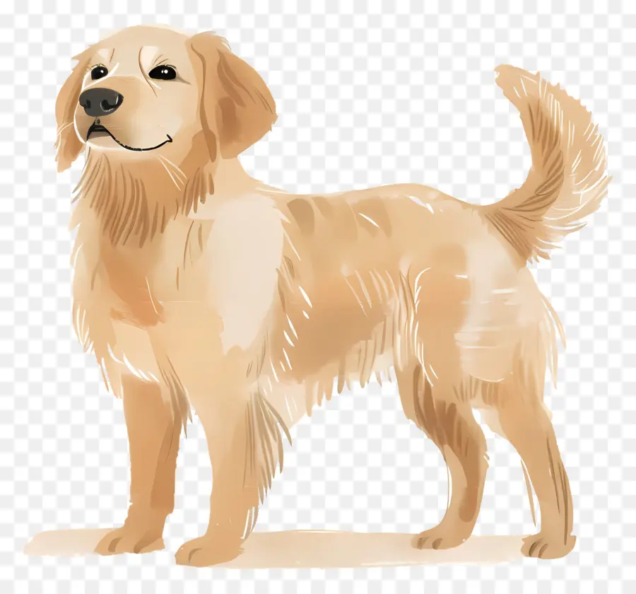 Anjing Golden Retriever，Anjing PNG