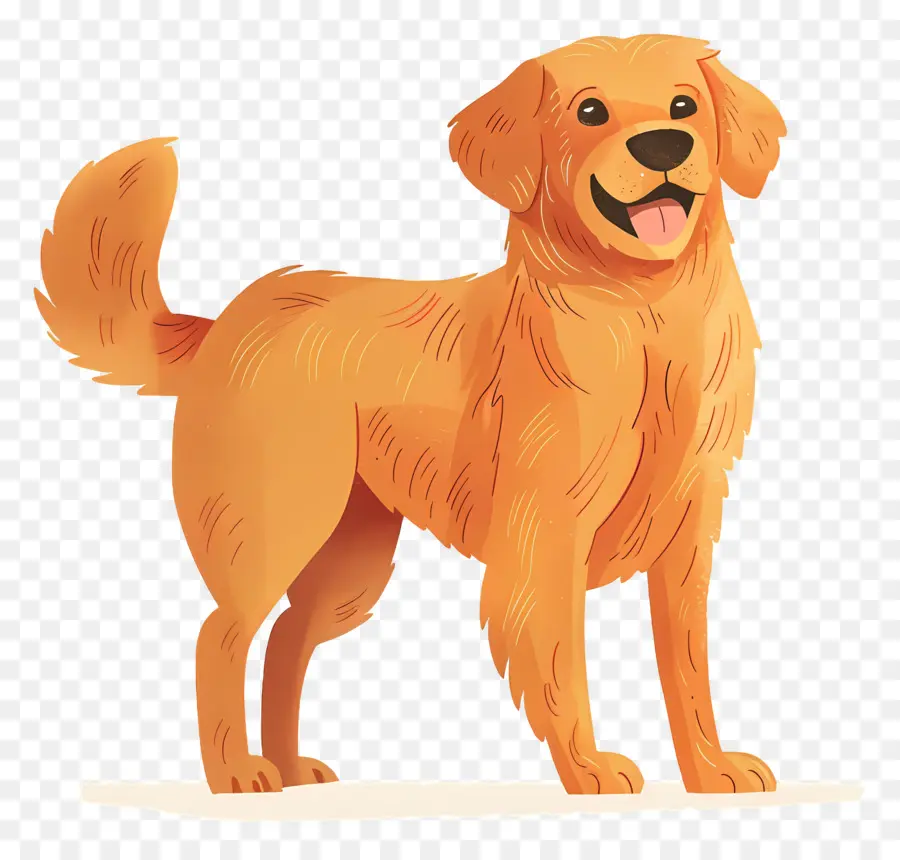 Anjing Golden Retriever，Anjing PNG