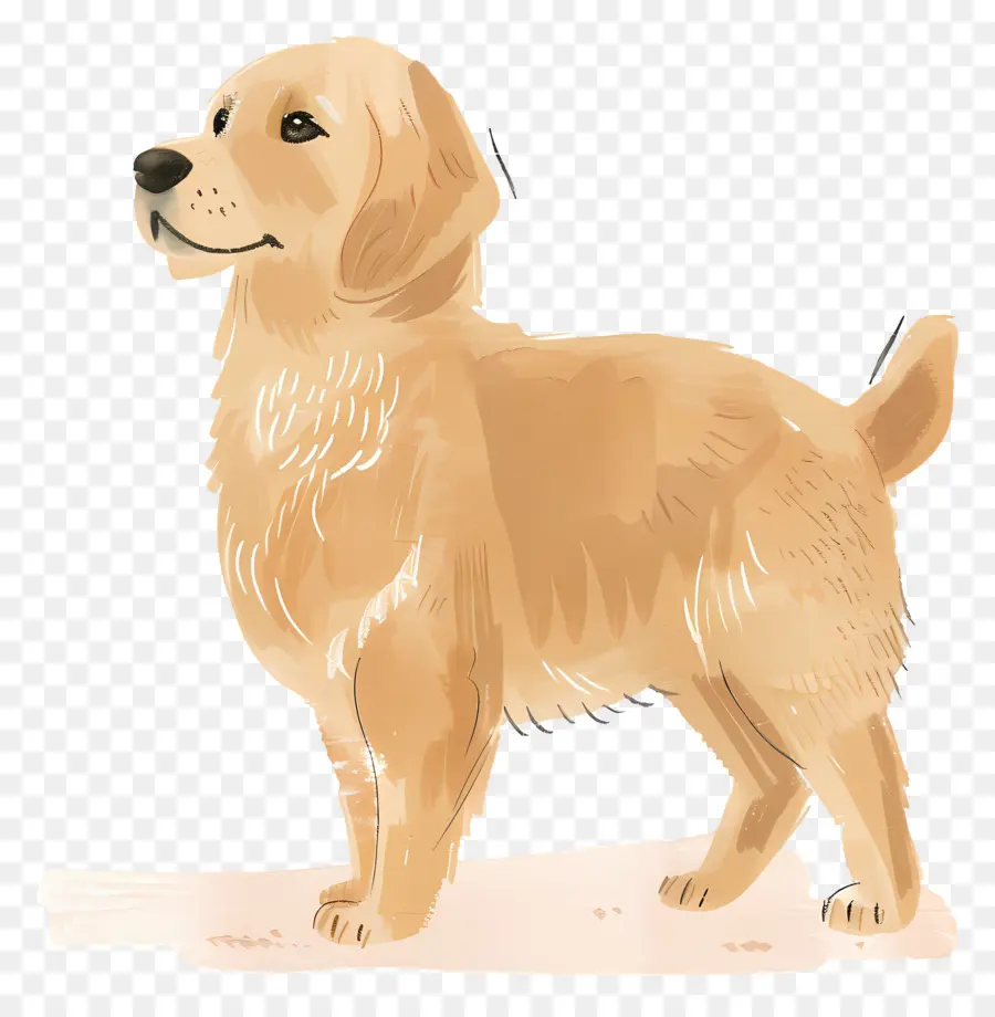 Anjing Golden Retriever，Anjing PNG