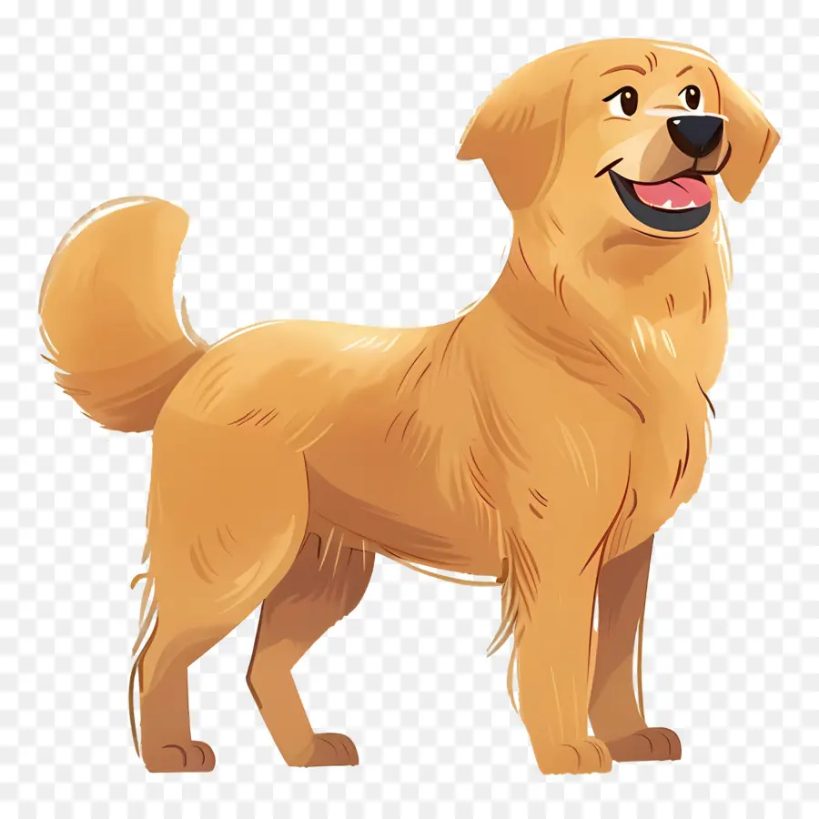 Anjing Golden Retriever，Anjing PNG