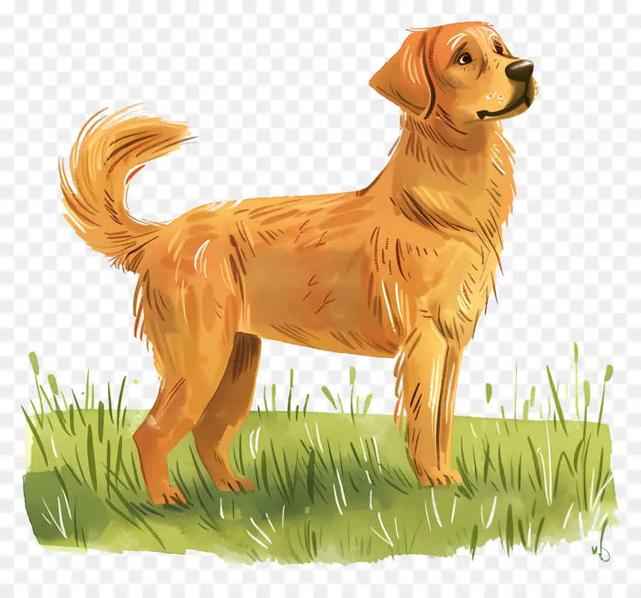 Anjing Golden Retriever，Anjing PNG